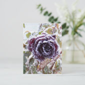 Winter Rose 2 Postkarte (Stehend Vorderseite)