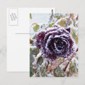 Winter Rose 2 Postkarte (Vorne/Hinten)