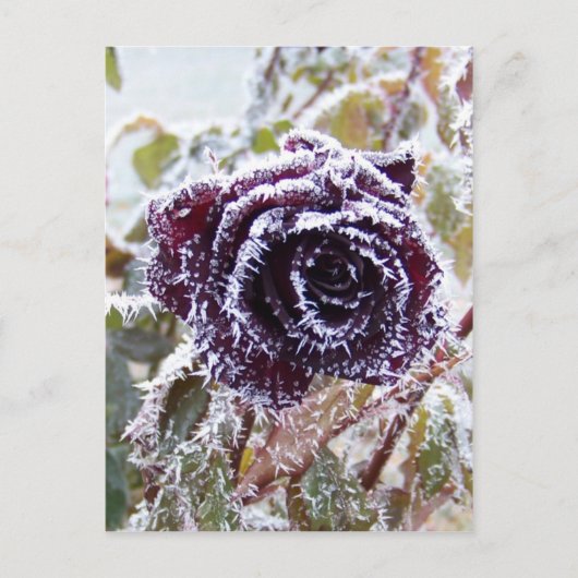 Winter Rose 2 Postkarte (Vorderseite)