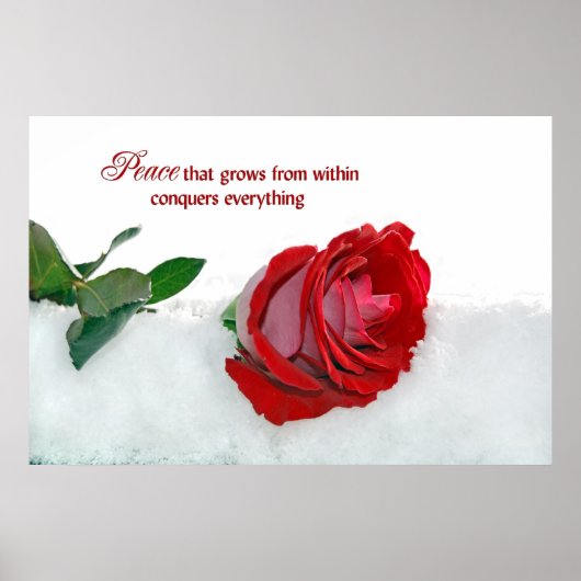 Winter-Rose Poster (Vorne)