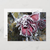 Winter-Rose Postkarte (Vorne/Hinten)