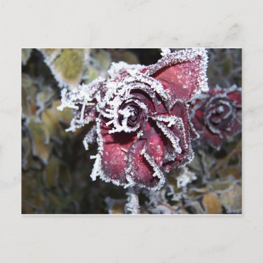 Winter-Rose Postkarte (Vorderseite)