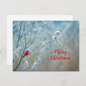 Winter Roter Kardinal Schnee Foto Weihnachten Postkarte (Vorne/Hinten)