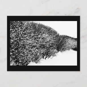 Winter’s Hedge Postkarte