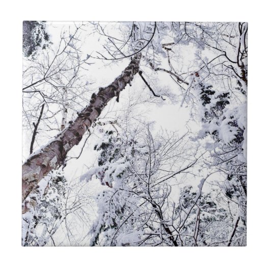 Winter Schneebäume Wald 1 Fliese (Vorderseite)