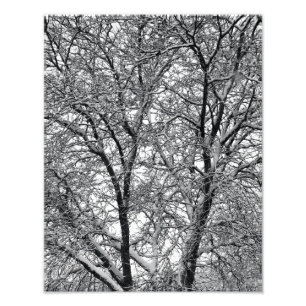 Winter-Schneebaumzweig-Fotodruck Fotodruck