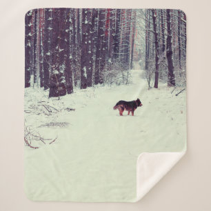 Winter schneebedeckter Kiefernwald, Hundeschlitten Sherpadecke
