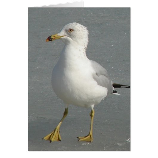 Winter Seagull (Vorne)
