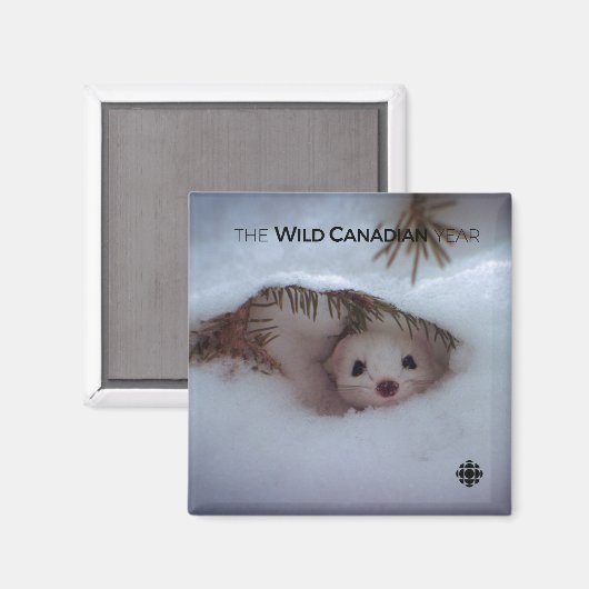 Winter - Short-Tailed Weasel Magnet (Vorderseite/Rückseite)