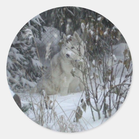 Winter Siberian Husky Sticker (Vorderseite)