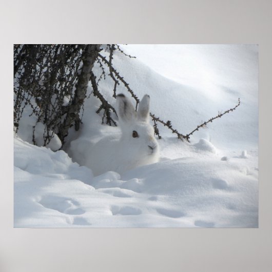 Winter Snow Bunny Art Poster (Vorne)