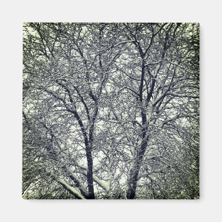 Winter Snow Tree Branches Photograph Magnet