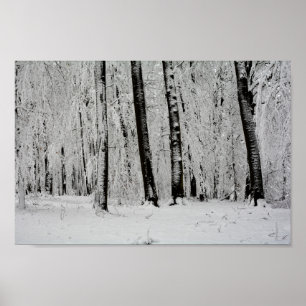 Winter Snow Trees - - Poster
