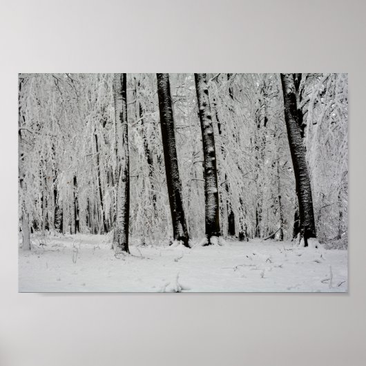 Winter Snow Trees   -     - Poster (Vorne)