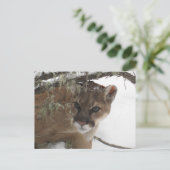 Winter Snowy Cougar (Puma Concolor) Fotografie Postkarte (Stehend Vorderseite)