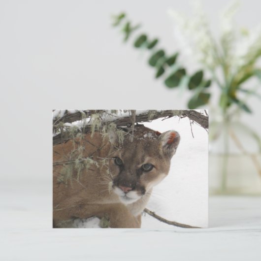 Winter Snowy Cougar (Puma Concolor) Fotografie Postkarte (Stehend Vorderseite)