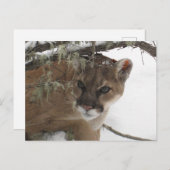 Winter Snowy Cougar (Puma Concolor) Fotografie Postkarte (Vorne/Hinten)
