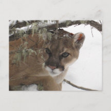 Winter Snowy Cougar (Puma Concolor) Fotografie