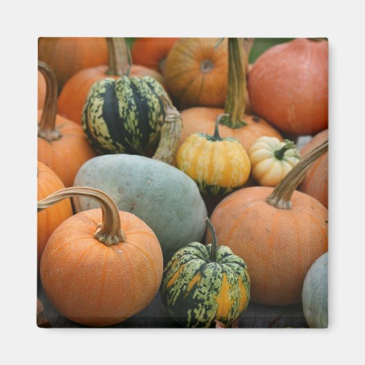 Winter Squash Magnet (Vorne)