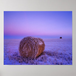 Winter Straw Bales bei Cartwright North Poster