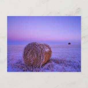 Winter-Stroh emballiert nahe Cartwright-Norden Postkarte