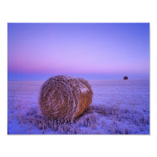 Winter-Strohballen in der Nähe von Cartwright Nort Fotodruck
