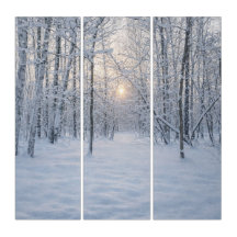 Winter Sunlight in Quiet Birch Forest