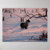 Winter Sunset Kitty im Maisfeld Poster (Vorne)