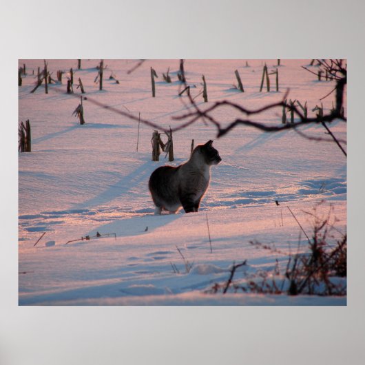 Winter Sunset Kitty im Maisfeld Poster (Vorne)