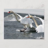 Winter Swans Landing Postcard Postkarte (Vorderseite)