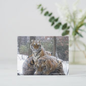 Winter Tiger Cuddle Postkarte (Stehend Vorderseite)
