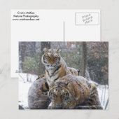 Winter Tiger Cuddle Postkarte (Vorne/Hinten)