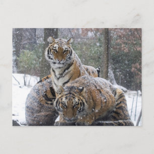 Winter Tiger Cuddle Postkarte