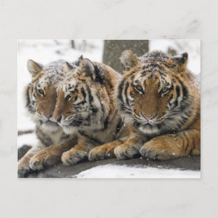 Winter-Tiger knuddeln im Schnee Postkarte