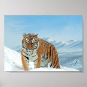 Winter Tiger Mountains Natur Foto Schneeplakat Poster (Vorne)
