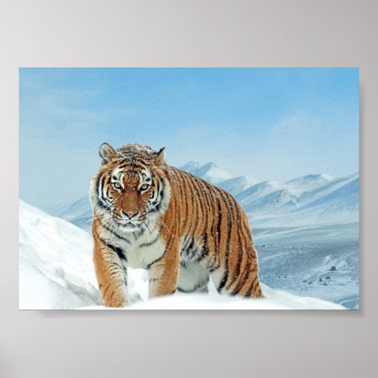 Winter Tiger Mountains Natur Foto Schneeplakat Poster (Vorne)