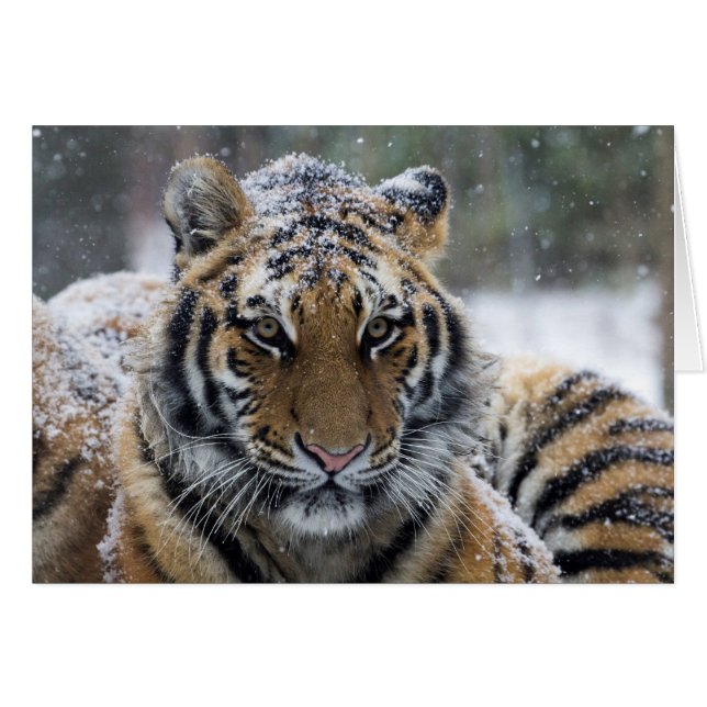 Winter Tiger Portrait (Vorderseite (Horizontal))