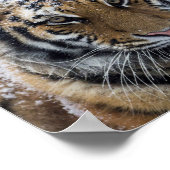 Winter Tiger Portrait Poster (Ecke)
