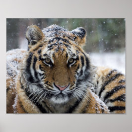 Winter Tiger Portrait Poster