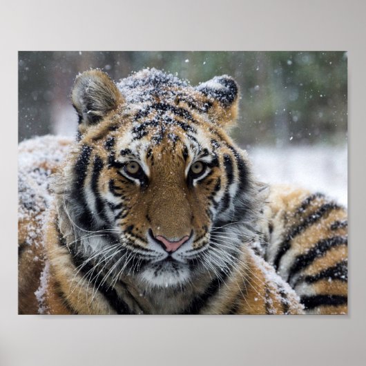 Winter Tiger Portrait Poster (Vorne)