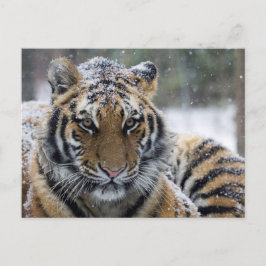 Winter Tiger Portrait Postkarte