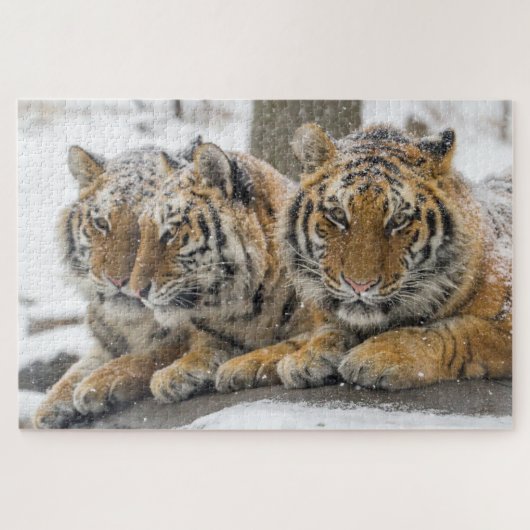 Winter-Tigerherd im Schnee Puzzle (Horizontal)