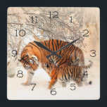Winter Tigers Quadratische Wanduhr<br><div class="desc">Momma and Baby Tigers in einem Winterwald Es ist Zeit, Ihre Lieblingskunst, Fotos und Texte mit einer benutzerdefinierten Rundwand aus Zazzle zu zeigen. Erhältlich in zwei verschiedenen Größen, diese Wanduhren werden im AcryliPrint®HD Druckverfahren bedruckt, um die höchste Qualität für jedes Design zu garantieren. Bestelle diese individualisierbare runde Wanduhr für Deine...</div>