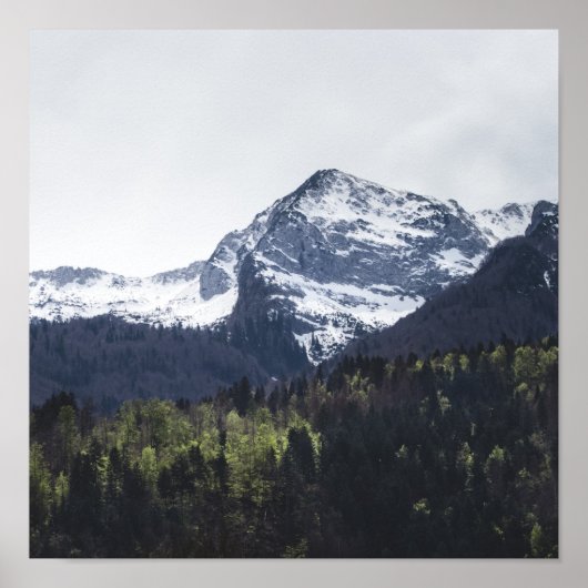 Winter und Frühling - grüne Bäume und schneebedeck Poster (Vorne)