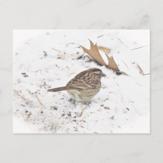 Winter und Sparrow Postkarte (Vorderseite)