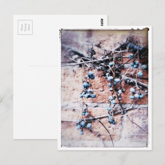 Winter Vine und Berries Postkarte (Vorne/Hinten)
