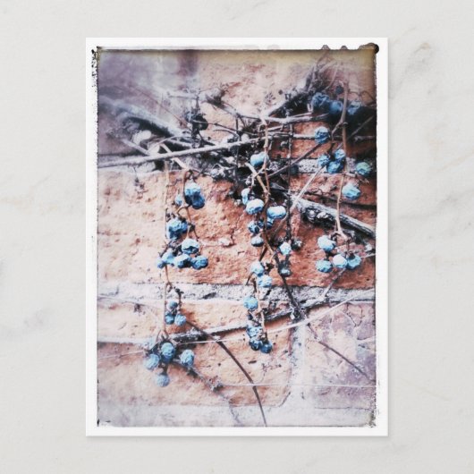 Winter Vine und Berries Postkarte (Vorderseite)