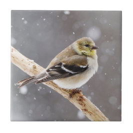 Winter-Vogel-Schnee-Szene - amerikanischer Fliese