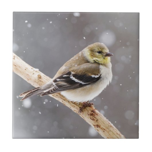 Winter-Vogel-Schnee-Szene - amerikanischer Fliese (Vorderseite)