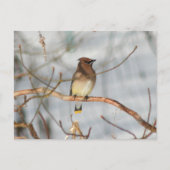 Winter Waxwing Wildlife Nature Photo Personalized Postkarte (Vorderseite)